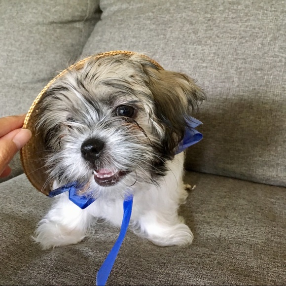 Meet your Posher, Hong - Picture 4 of 8